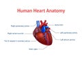 Realistic Detailed 3d Human Anatomy Heart Card Poster. Vector Royalty Free Stock Photo