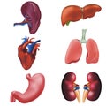 Realistic Detailed 3d Human Internal Organs Set. Vector Royalty Free Stock Photo