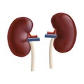 Realistic Detailed 3d Kidney Human Internal Organs. Vector Royalty Free Stock Photo