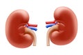 Realistic Detailed 3d Kidney. Human Internal Organs. Part of Body for Science Anatomy, Biology and Medicine. Vector illustration, Royalty Free Stock Photo