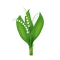 Realistic Detailed 3d Lilly of the Valley. Vector