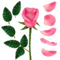 Realistic Detailed 3d Pink Flower Rose Set. Vector Royalty Free Stock Photo