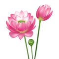 Realistic Detailed 3d Pink Lotus Flower Set. Vector Royalty Free Stock Photo