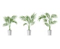 Realistic Detailed 3d Potted Green Tropical Palm Tree Set. Vector