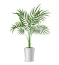 Realistic Detailed 3d Potted Green Tropical Palm Tree. Vector