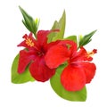 Realistic Detailed 3d Red Hibiscus Flower Set. Vector Royalty Free Stock Photo