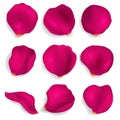 Realistic Detailed 3d Red Rose Petals Set. Vector Royalty Free Stock Photo