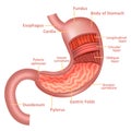 Realistic Detailed 3d Stomach Anatomy Internal Organ. Vector