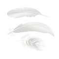 Realistic Detailed 3d White Bird Feathers Set. Vector Royalty Free Stock Photo