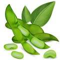 Realistic Detailed 3d Whole Opened Green Soya Bean Set. Vector