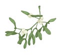 Realistic detailed drawing of mistletoe sprig with berries and leaves. Poisonous plant. Traditional winter holiday