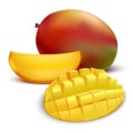 Realistic Detailed Fruit Mango. Vector