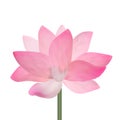 Realistic Detailed Pink Lotus Flower. Vector