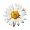 Realistic Daisy Flower Photo Isolated On White Background