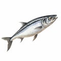 Hyper-realistic Illustration Of A Mackerel: Creative Commons Attribution Royalty Free Stock Photo