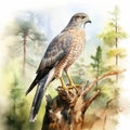 Hyperrealistic Watercolor Illustration Of Gray Hawk In Forest