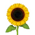 Realistic Detailed Sunflower Flower. Vector