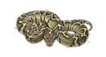 Realistic digital illustration of a coiled ball python with yellow green and black pattern Royalty Free Stock Photo