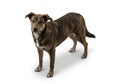 A realistic, digitally generated image of a mixed-breed dog standing on a white Royalty Free Stock Photo