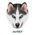 Realistic Dog Husky Portrait Composition Royalty Free Stock Photo