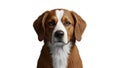 Realistic Dog Illustration on White Royalty Free Stock Photo