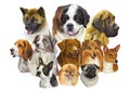 Realistic dogs of different breeds big vector illustration Royalty Free Stock Photo