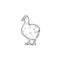 Realistic domestic farm goose animal in black isolated on white background. Hand drawn vector sketch illustration in Royalty Free Stock Photo