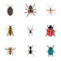 Realistic Dor, Ladybird, Tarantula And Other Vector Elements. Set Of Bug Realistic Symbols Also Includes Spinner, Beetle