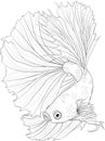 Realistic dragon fish sketch. Fighting fish vector illustration in black and white.