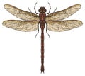 Realistic dragonfly close up top view