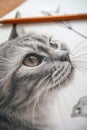 Realistic drawing cat on paper sheet, face of cute pet close-up, animal portrait painted with pencil. Concept of design,