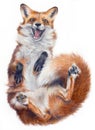 Realistic drawing of a fox on a white background.