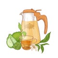 Realistic drawing of glass transparent jug with strainer, cup of black tea, fresh bergamot fruit, flower and leaves