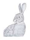 Realistic drawing of gray mother rabbit and her baby hand-drawn