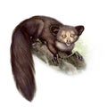 Realistic drawing Daubentonia madagascariensis