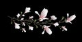 Realistic drawn with a magnolia branch. symbol of spring, in a minimalist style. romantic element, isolated on a black background