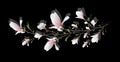 Realistic drawn with a magnolia branch. symbol of spring, in a minimalist style. romantic element, isolated on a black background