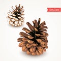 Realistic dry pine cone with snow isolated on white background. Object for design. Set of two pinecones. Vector illustration Royalty Free Stock Photo
