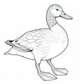 Realistic Duck Coloring Pages For Children\'s Coloring Book Royalty Free Stock Photo