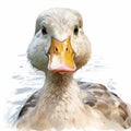 Realistic Duck Illustration On White Background - Detailed And High Resolution Royalty Free Stock Photo