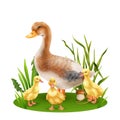 Realistic Duck Illustration Royalty Free Stock Photo