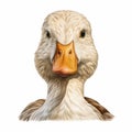 Realistic Duck Portrait On White Background - Hyper-realistic Animal Illustration Royalty Free Stock Photo