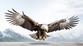 Realistic eagle flying with majesty and befitting a king of birds on a white background,8K Royalty Free Stock Photo