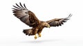 Realistic eagle flying with majesty and befitting a king of birds on a white background,8K