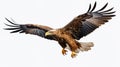 Realistic eagle flying with majesty and befitting a king of birds on a white background,8K Royalty Free Stock Photo