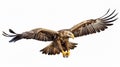 Realistic eagle flying with majesty and befitting a king of birds on a white background,8K