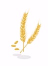 Realistic ear of wheat on white background. Cereals harvest, agriculture, organic farming, healthy food symbol