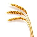 Realistic ears of wheat isolated, agriculture, natural product