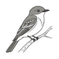 Realistic Eastern Phoebe Bird Illustration Royalty Free Stock Photo