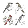 Realistic Eastern Phoebe Bird Illustration Royalty Free Stock Photo